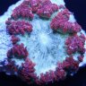 UrksOceanReef