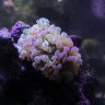 SavannasReef