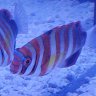 reef-n-romy