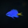 bbetta