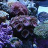 Reefjunkie21