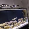 Sam816