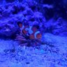 Sparky's Reef