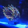 One Reefing Boi