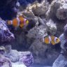 Clownfishmom25
