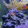 Wolvesreef