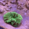 Charlie’sreef