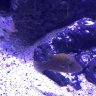 spbluei