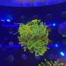 Wavesreef