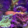 Coinzmans Reef