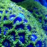 NKYReefGuy