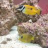 201reef