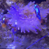 ss reef