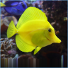 grants fish44