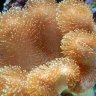 CORAL-KID
