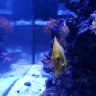 reef_life_chick