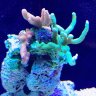 Tiki Reef Joshua