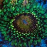 STATECHAMP’SREEF