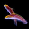 Reef addict!!!!!