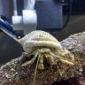Destinthecrab