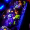 ReefHulk850