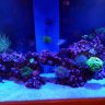 Christiancorals