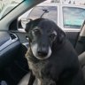 Bumble bears mom