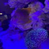 ReefingCody