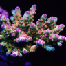 eyecandyreef