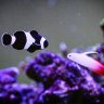 herpinsaquarium