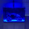 miasreeftank