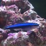 Mahi-reef