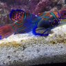 Pikes Reef