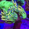 HelloCorals