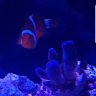 Marcus250Reef