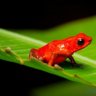 RedFrog211