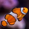diabolical_clownfish