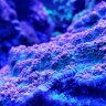 coral_slackers