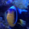 jta51reef