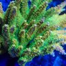 MAB Reef