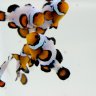 rigs_clownfish