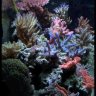 OlafsReef