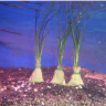 SeaGrass Cullen