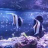 Pandora_Reef