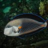 Raintree Aquatics