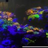 ReefHunter07