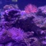 coceans
