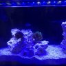 TorchReef736