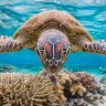 Angeleyes reefraf