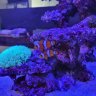 ReefRusty